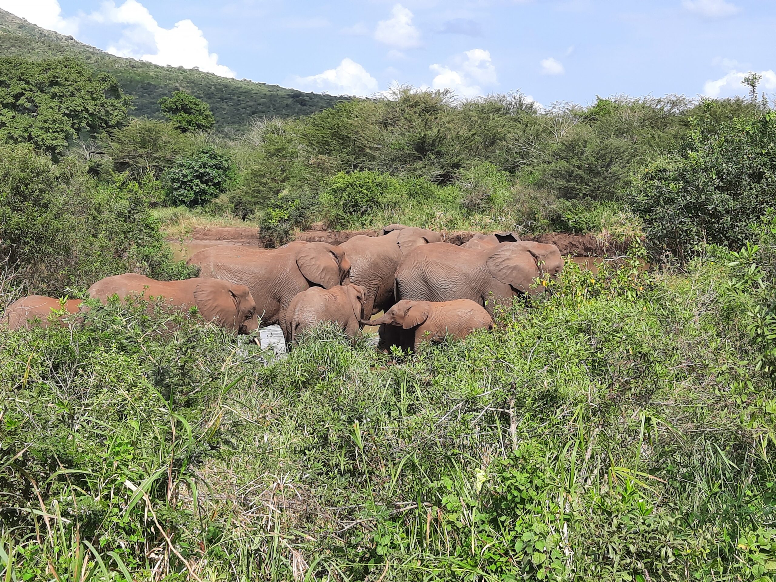 Elephants at Hluhluwe-Imfolozi Park