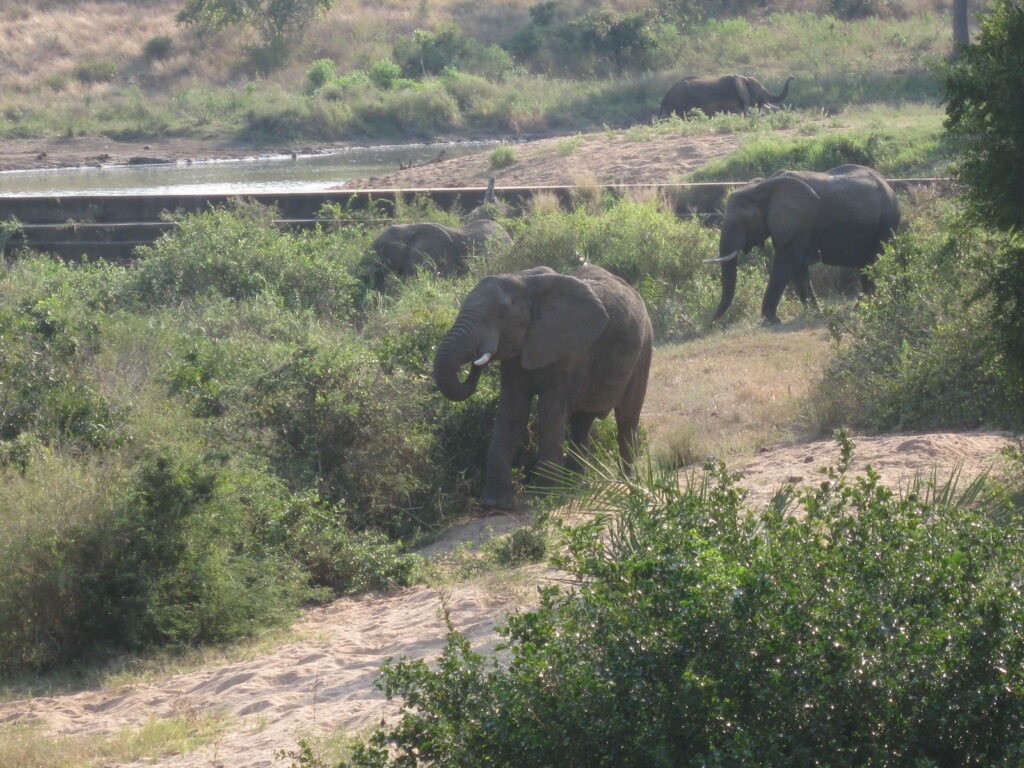 Elephants in the Kruger National Park.