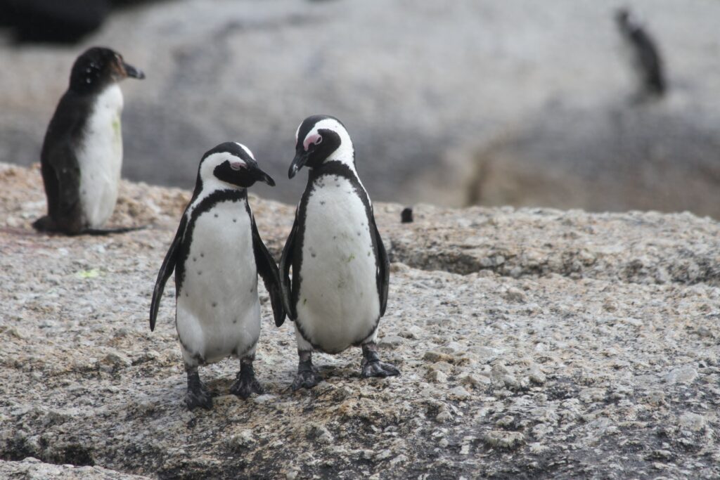 Penguins at Boulders beach.